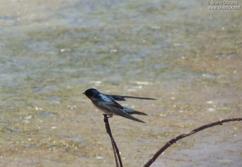 Pacific Swallowadult, identification, Behaviour