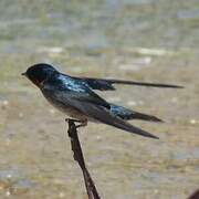 Pacific Swallow