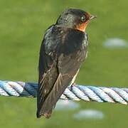 Pacific Swallow