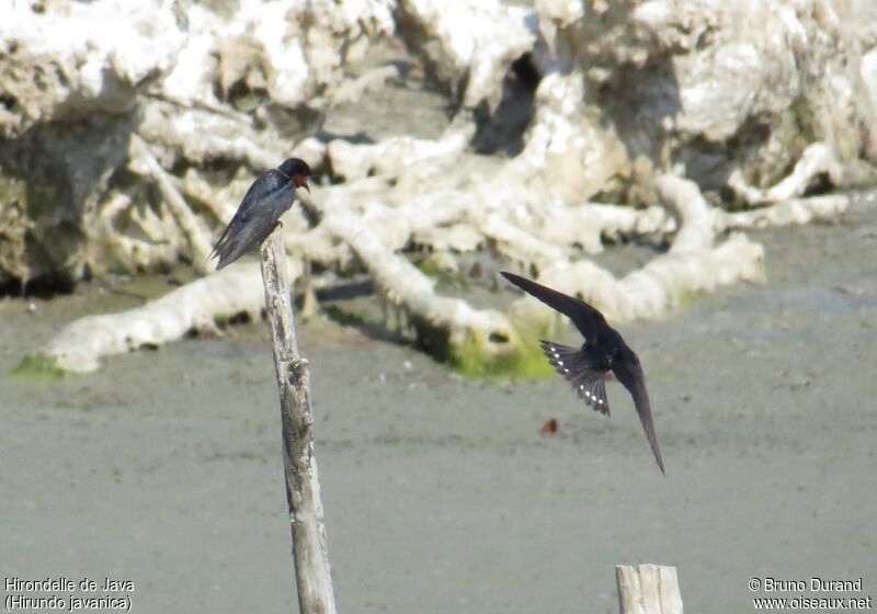 Pacific Swallowadult, identification, Behaviour