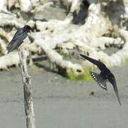 Pacific Swallow