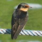 Pacific Swallow