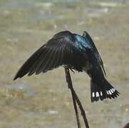 Pacific Swallow