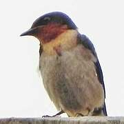 Pacific Swallow