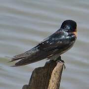 Pacific Swallow