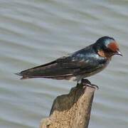 Pacific Swallow