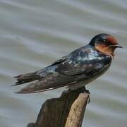 Pacific Swallow