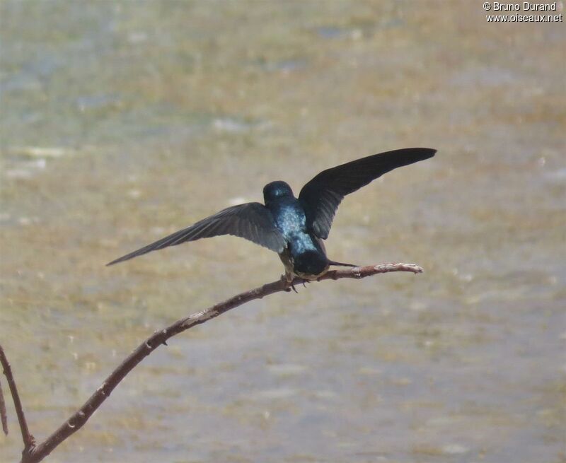 Hirondelle de Javaadulte, identification, Comportement