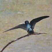 Pacific Swallow