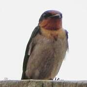 Pacific Swallow