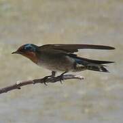 Pacific Swallow