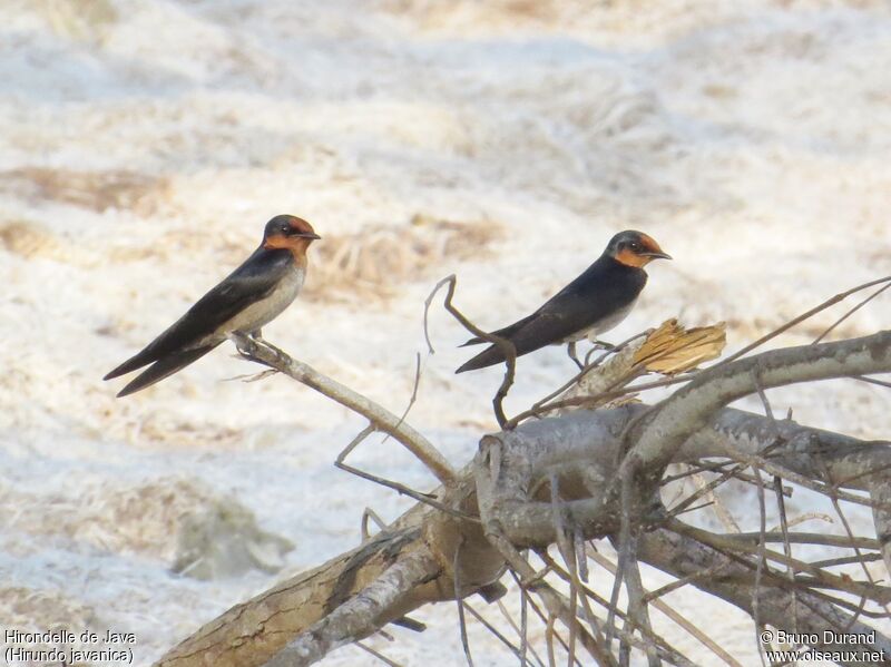 Hirondelle de Javaadulte, identification, Comportement