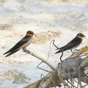 Pacific Swallow