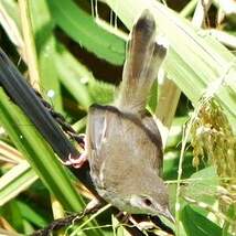 Prinia bifasciée