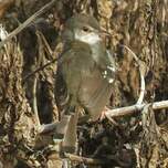 Prinia bifasciée