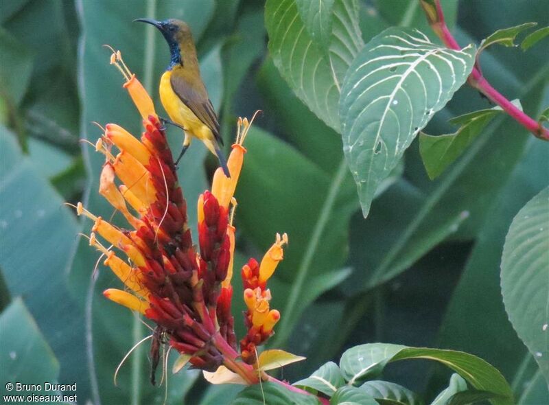 Ornate Sunbird male adult, identification, feeding habits, Behaviour