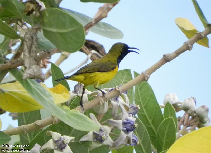 Ornate Sunbird male adult, song, Behaviour