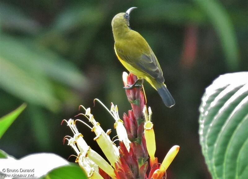 Ornate Sunbird male adult, identification, Behaviour