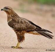 Common Buzzard (vulpinus)