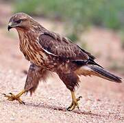 Common Buzzard (vulpinus)