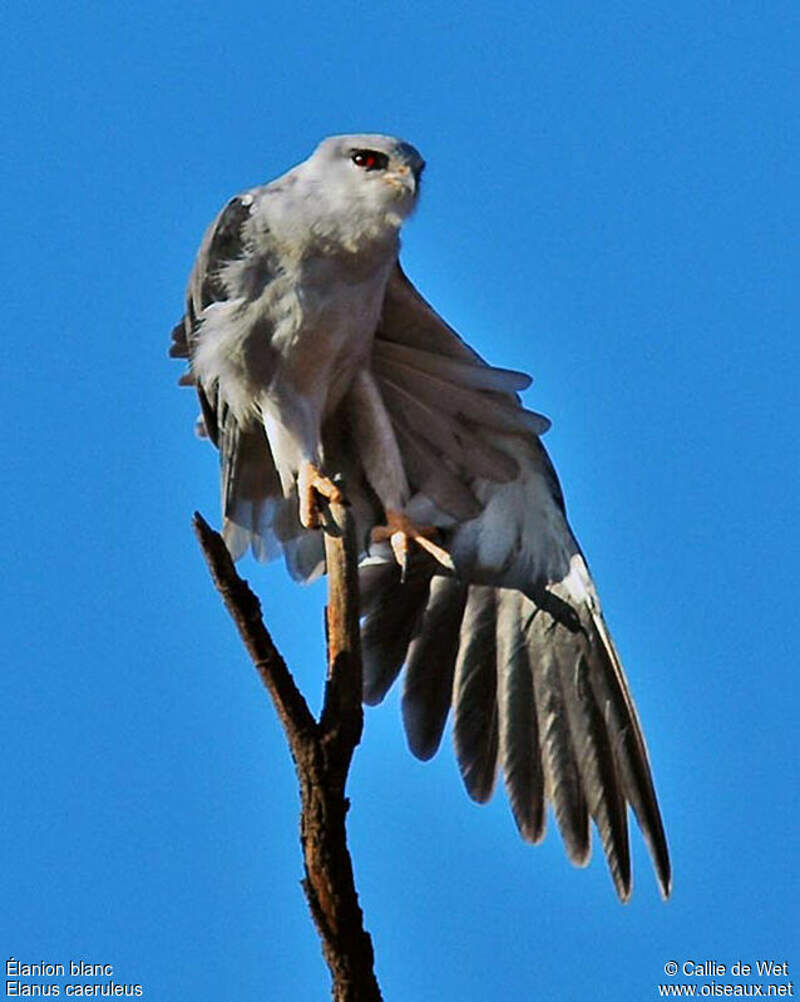 Black-winged Kite - Elanus caeruleus adult - cadw29757