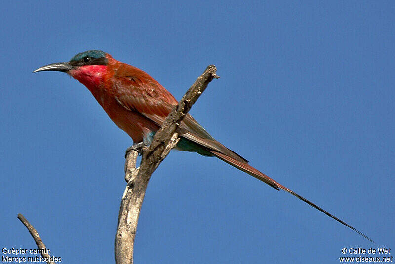 Southern Carmine Bee-eater - Merops nubicoides adult - cadw21133