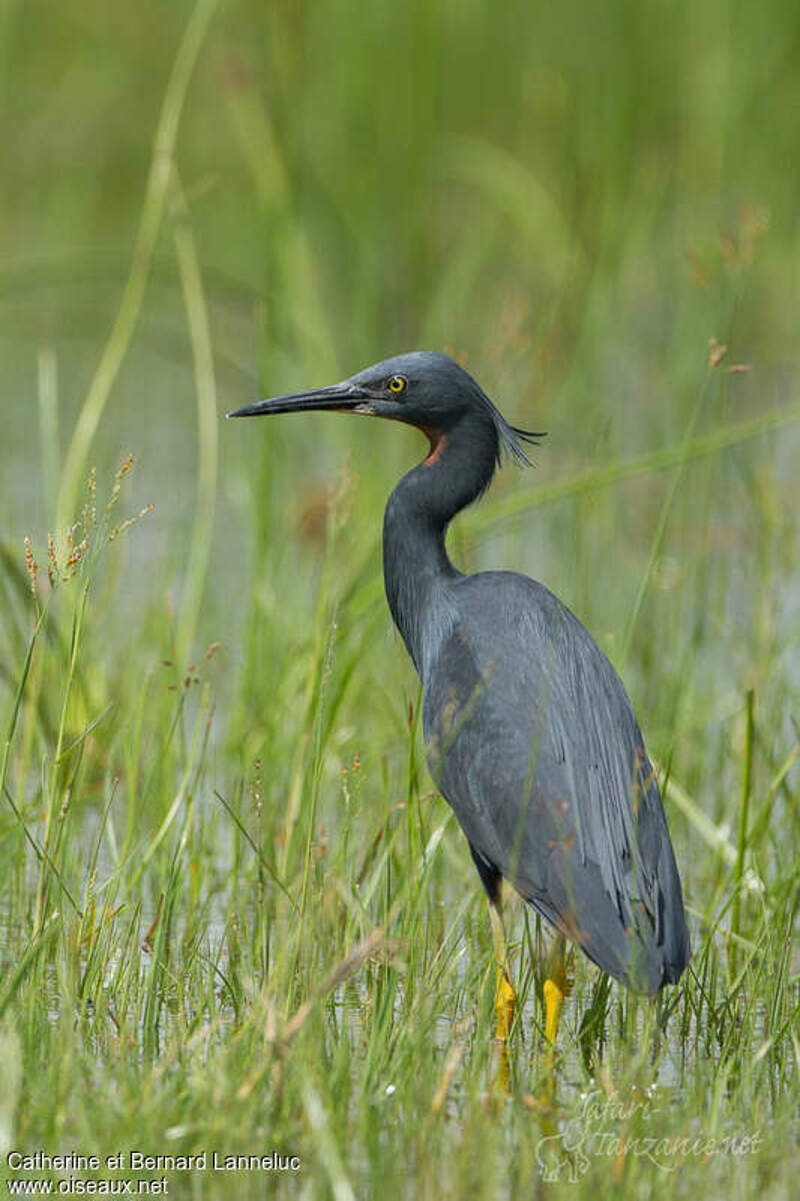 Slaty Egret - Egretta vinaceigula adult - cala163460