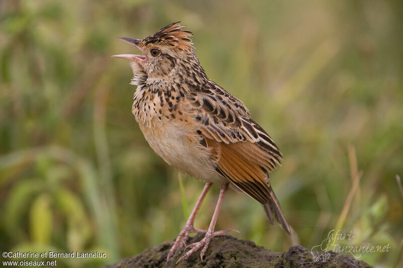 Sentinel Lark male adult breeding, pigmentation, song