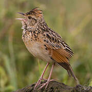 Sentinel Lark