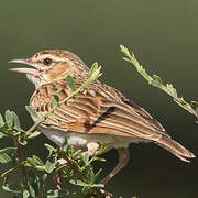 Fawn-colored Lark