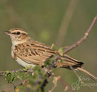 Fawn-colored Lark