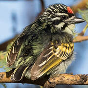 Northern Red-fronted Tinkerbird