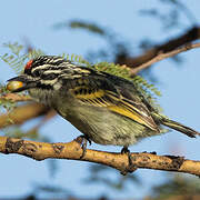 Northern Red-fronted Tinkerbird