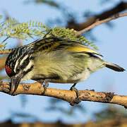 Northern Red-fronted Tinkerbird