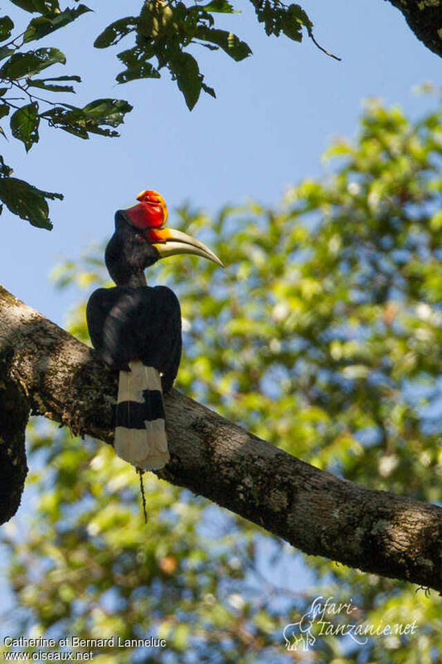 Rhinoceros Hornbill - Buceros rhinoceros male adult - cala166716