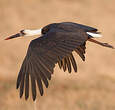 Cigogne à pattes noires