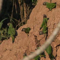 Conure de Weddell