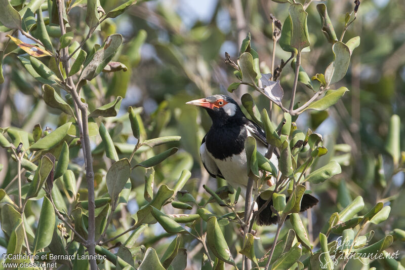 Étourneau siamoisadulte, identification