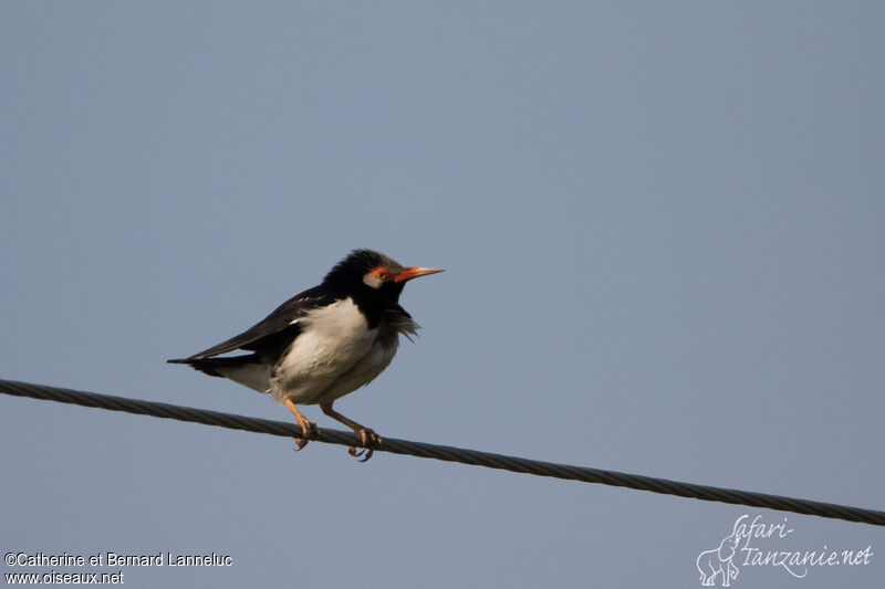 Siamese Pied Mynaadult, identification