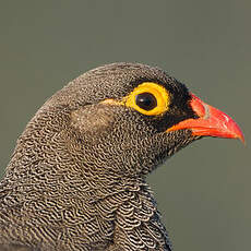 Francolin à bec rouge