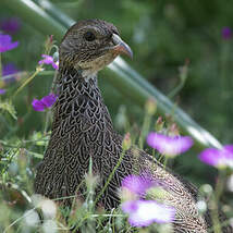 Francolin criard