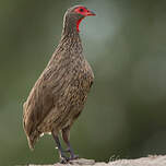 Francolin de Swainson