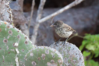 lanneluc finch scandens geospiza forbidden