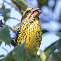 Gros-bec à ailes tachetées