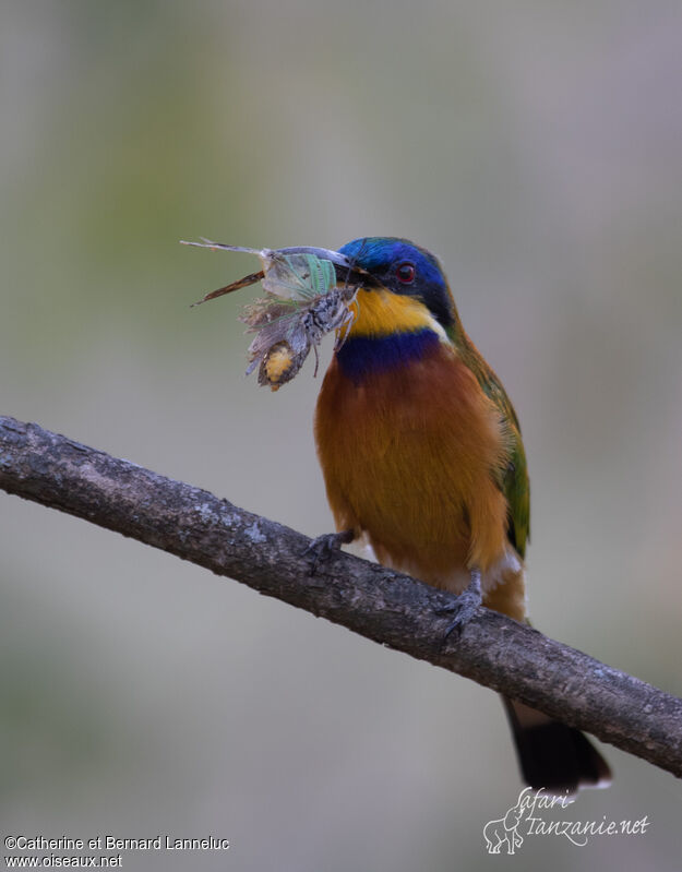 Ethiopian Bee-eateradult, feeding habits, fishing/hunting