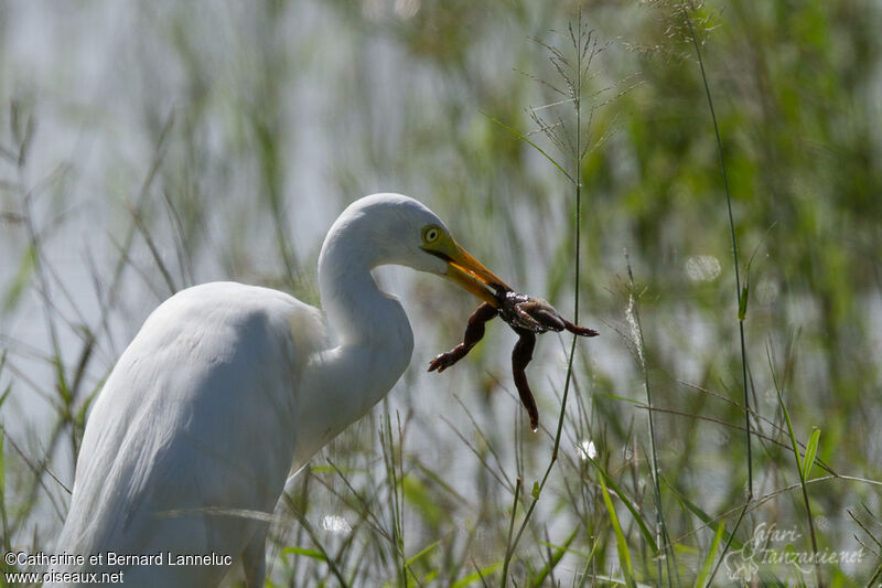 Yellow-billed Egretadult, feeding habits