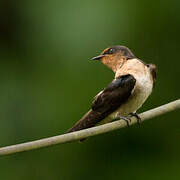 Pacific Swallow