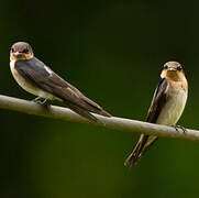 Pacific Swallow