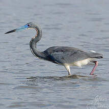 Aigrette tricolore