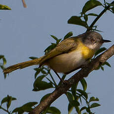 Apalis à gorge jaune